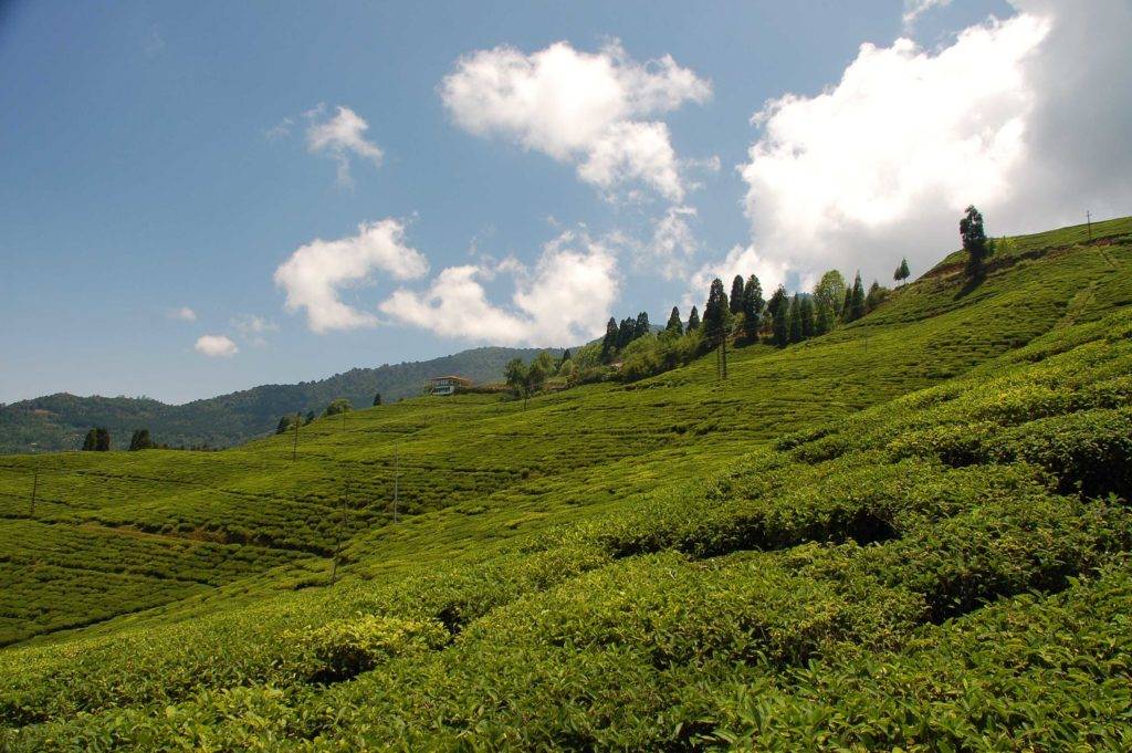 Tea Plantation at Happy Valley Tea Estate