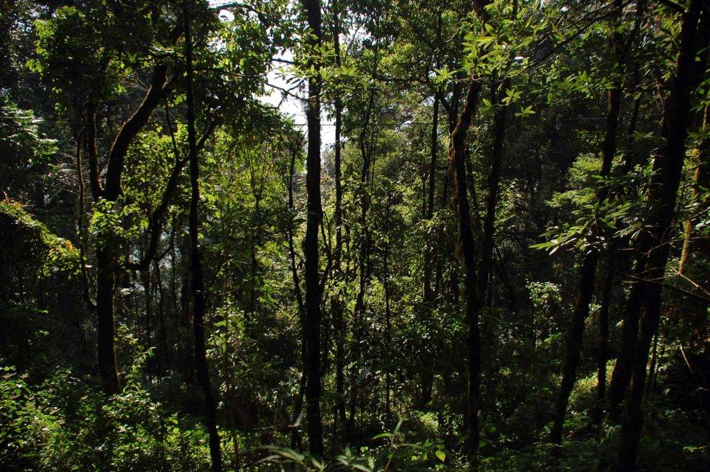 Trees at Darjeeling Llyod Botanical Garden