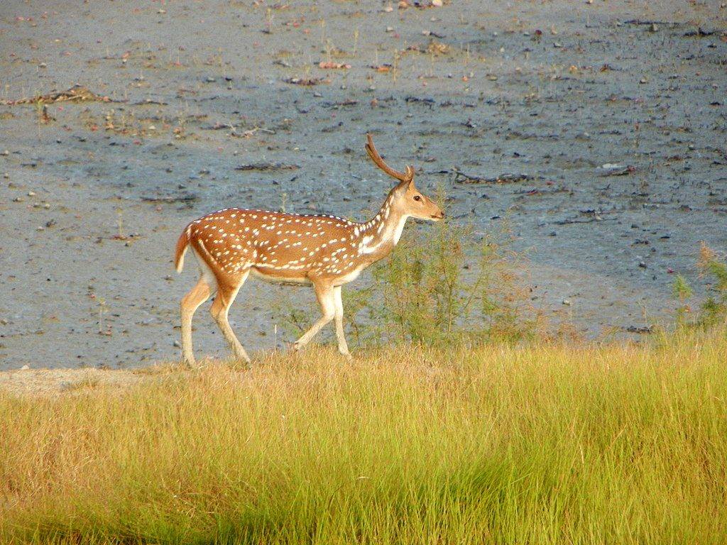 A spotted deer seen from Sudhanyakhali Watch Tower at Sunderbans