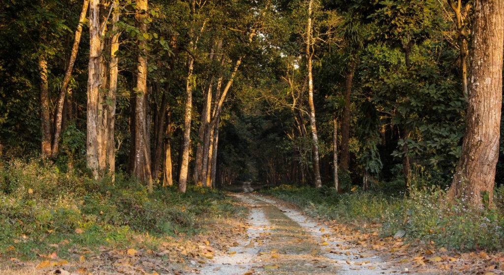 Evening lights on Chilapata Forest