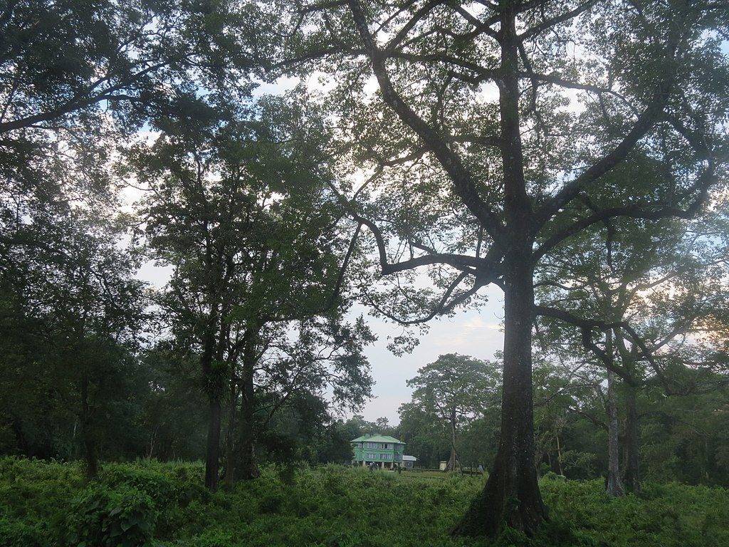 Camp at Jaldapara forest