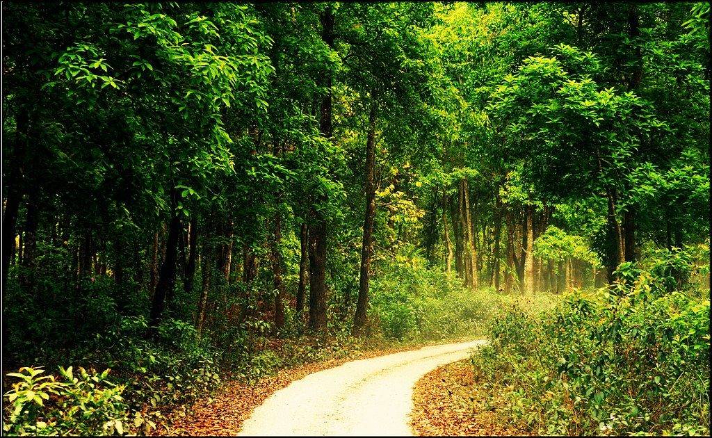 a narrow road passing through Jaldapara Forest