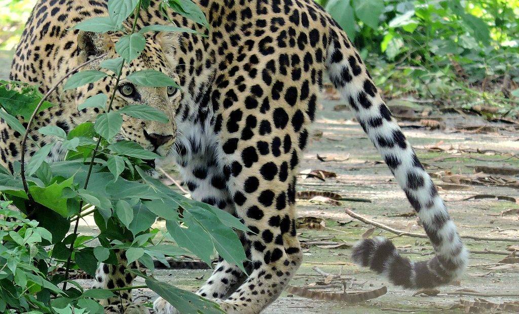 Leopard at Khayerbari