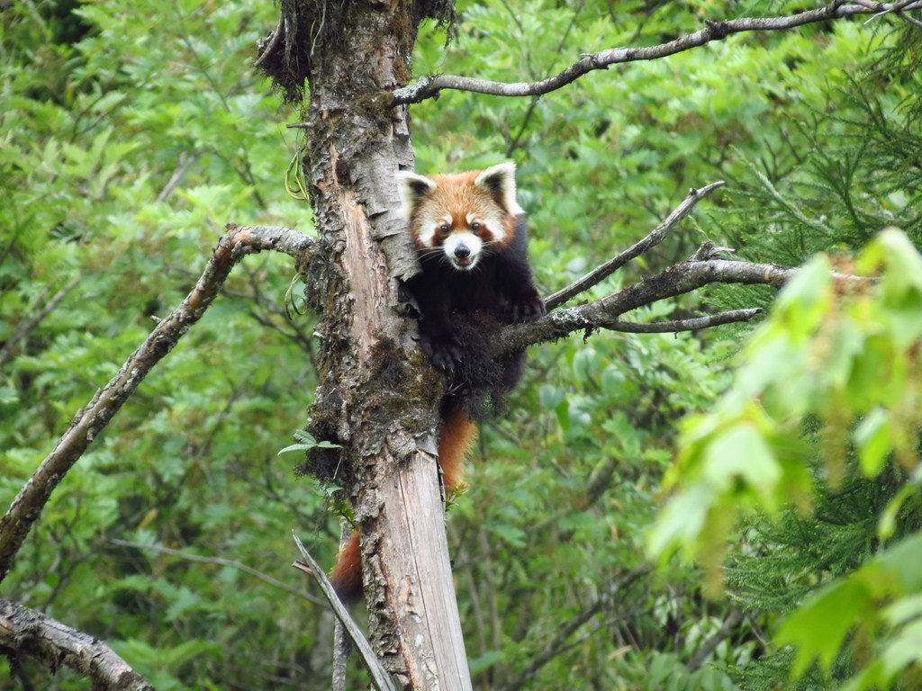 Red Panda at Neora Valley National Park