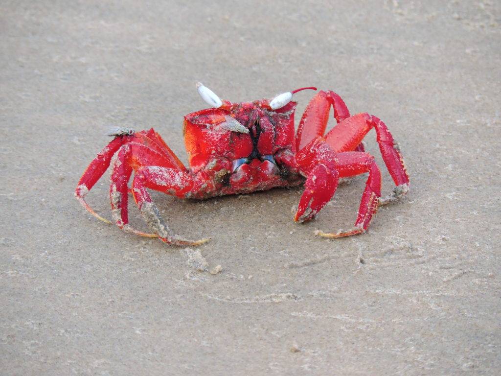 Red Crab at Tajpur sea Beach