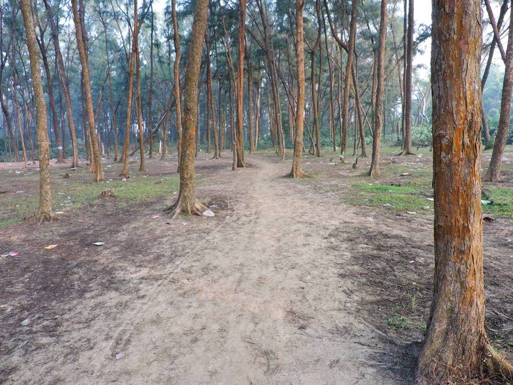 Trees at Tajpur Sea Beach