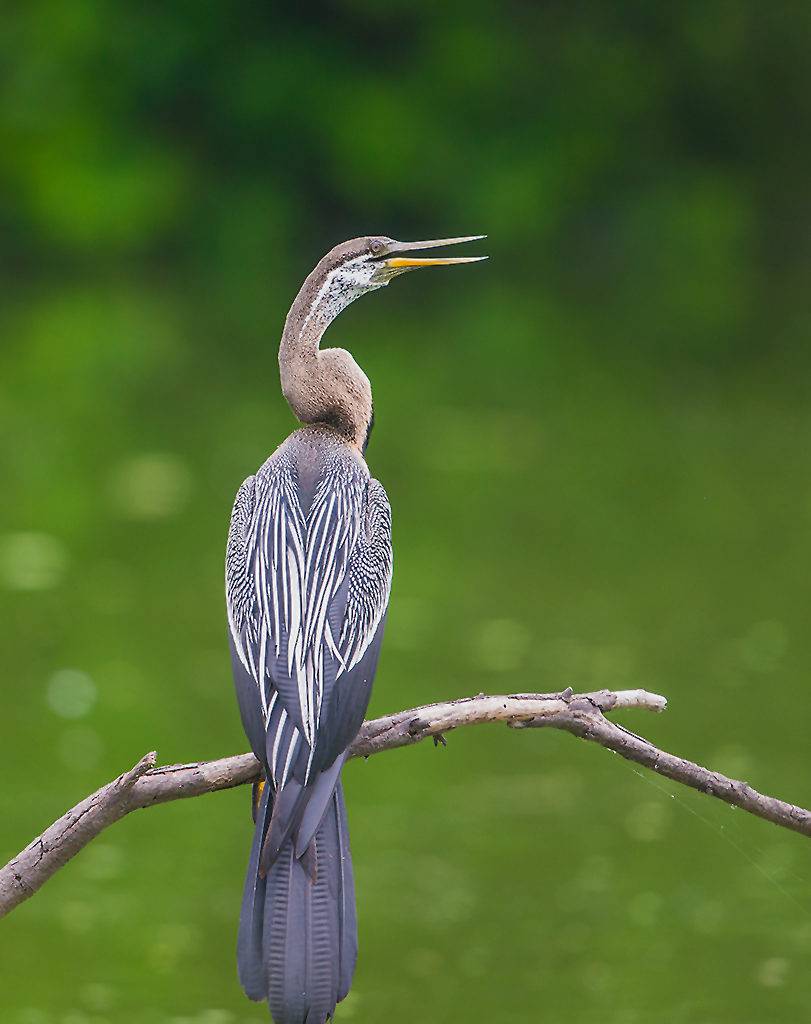 A crain sittinf on a tree at Bharatpur Keoladeo National Park