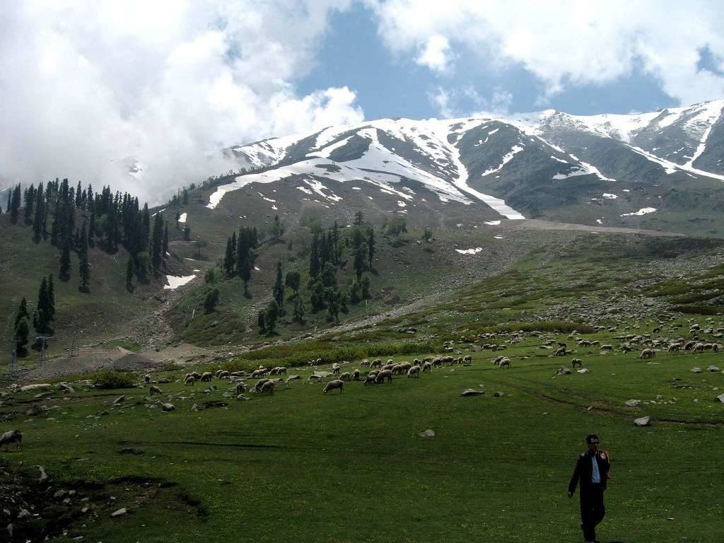 Khilanmarg Valley in the backdrop of snow capped mountains