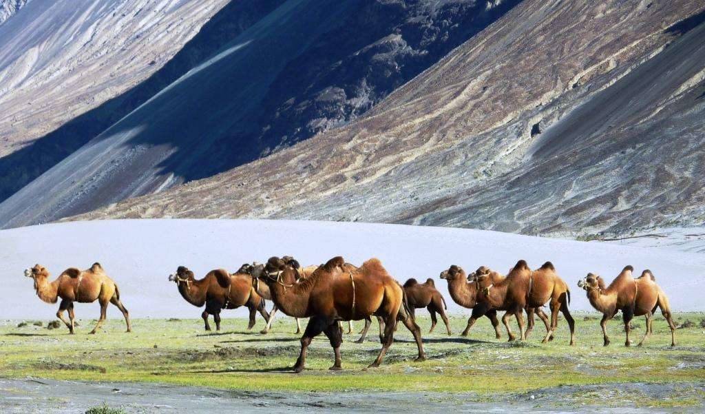 Bactrian Camels at Nubra Valley