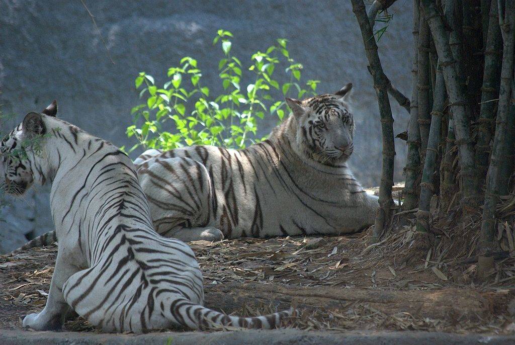 Two white tigers are resting under tree at Arignar Anna Zoological Park in Chennai