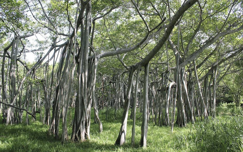 Ancient Trees at Huddlestone Gardens in Chennai