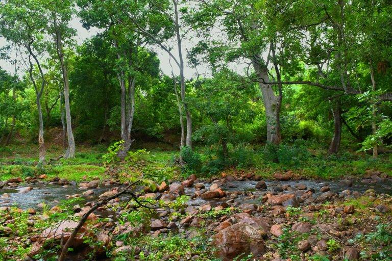 A small stream flowing through the forests of Chinnar Wildlife Sanctuary