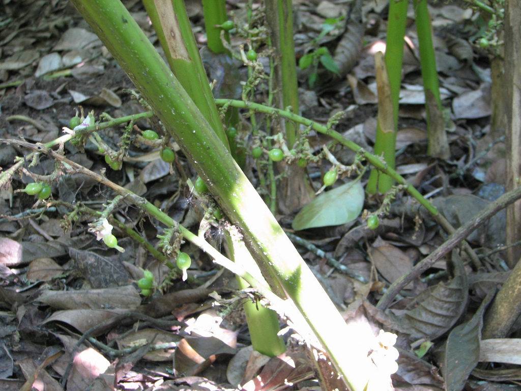 Varity of spices are gron at the Kumily Spice Garden