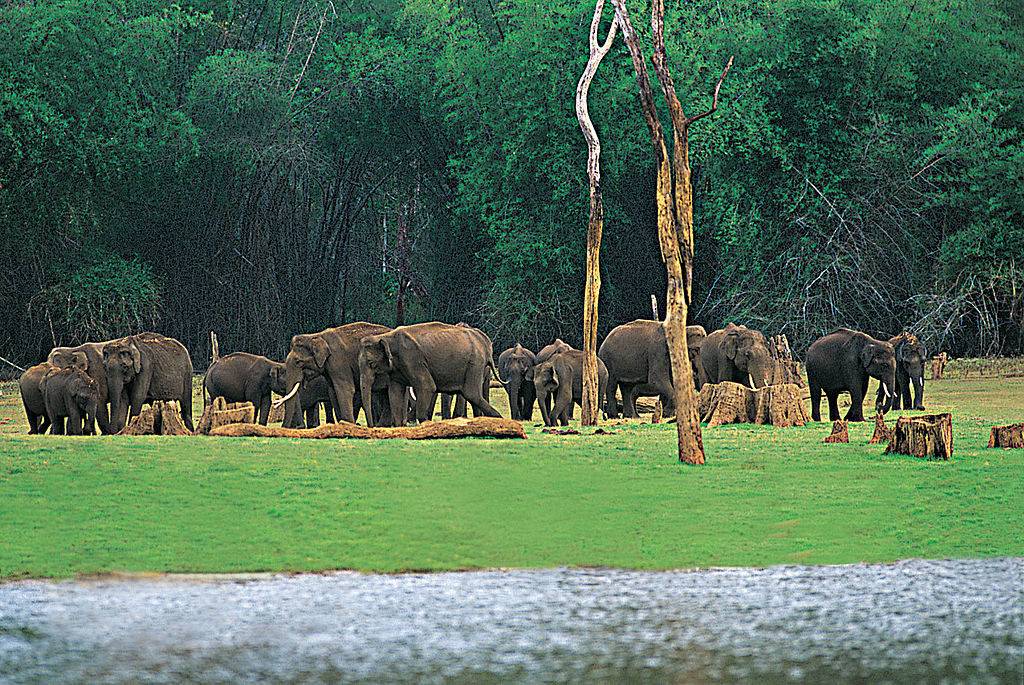 Herd of elephants on the banks of the lake at Periyar National Park