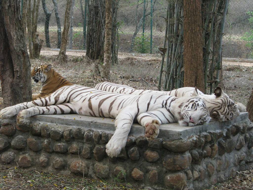 Two white tigers sleeping on a bench at the Bannerghatta National Park Bangalore