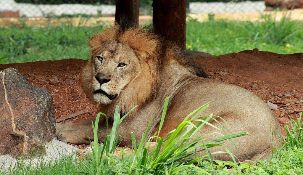 A big male lion stiing at the Mysore zoo