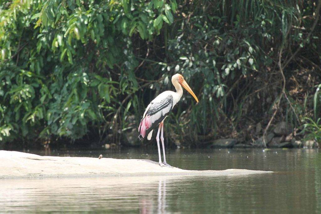 A white crane standing beside water at Mysore Ranganathittu Bird Sanctuary