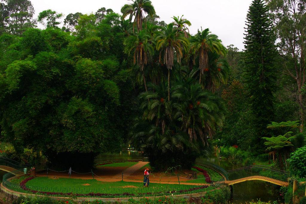 Green trees and gardens at Sims park in Ooty