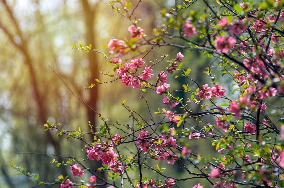 flowers in spring