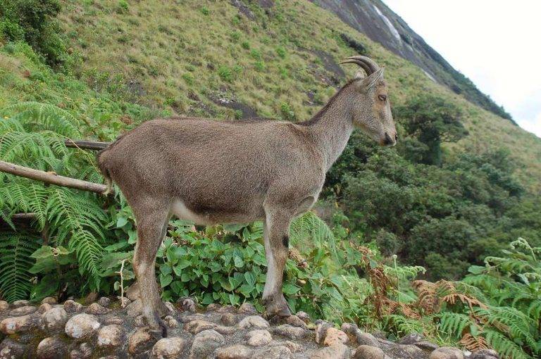 Nilgiri Thar at Eravikulam National Park