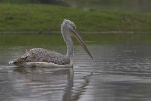 A bird in the lake inside Bharatpur Bird Sanctuary