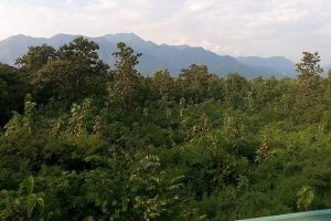 Buxa Forest with hills at the background