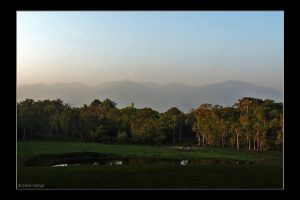 Chapramari Forest with hills in the background