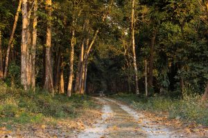 Chilapata Forest