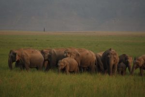 A herd of elephants in the grassland of Corbett National Park
