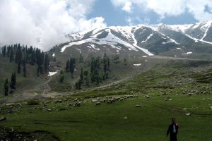 Khilanmarg Valley in the backdrop of snow capped mountains