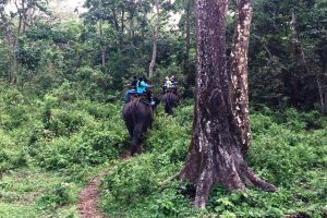 Elephant safari at jaldapara forest