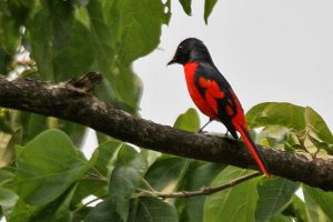 A red and black colored bird at Jayanti