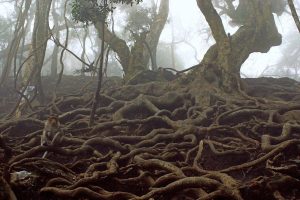 Roots of old trees in Devils Kitchen near Kodaikanal