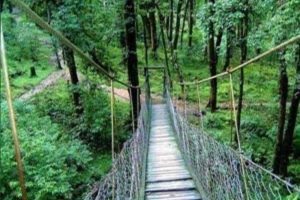 Canopy Walk at Lolegaon