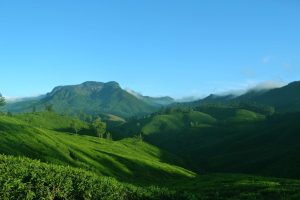 Green Hills of Munnar under Clear Sky