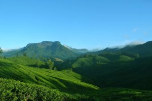 Green Hills of Munnar under Clear Sky