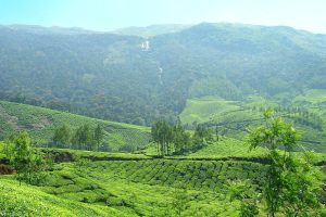 Tea and Coffee Plantation on the Green Hills of Munnar