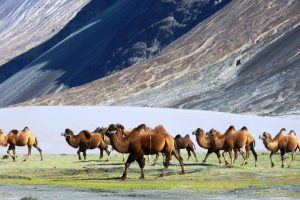 Bactrian Camels at Nubra Valley
