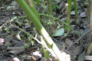 Varity of spices are gron at the Kumily Spice Garden