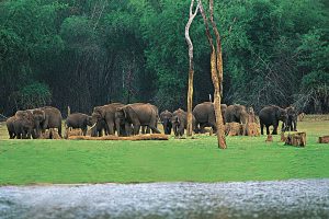 Herd of elephants on the banks of the lake at Periyar National Park