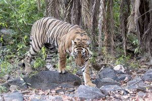 Royal Bengal Tiger at Ranthambhore reserve forest