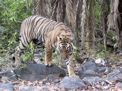 Royal Bengal Tiger at Ranthambhore reserve forest