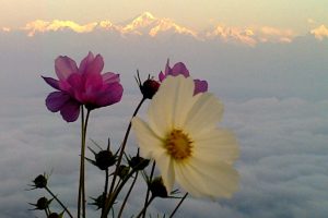 Sunrise on Mt Kanchenjunga as seen from Rishop