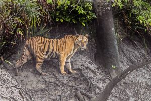 Royal bengal tiger at Sunderban jungles